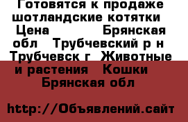 Готовятся к продаже шотландские котятки › Цена ­ 1 500 - Брянская обл., Трубчевский р-н, Трубчевск г. Животные и растения » Кошки   . Брянская обл.